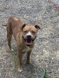 Found/Stray Male Dog last seen In my backyard, Fresno, CA 93703
