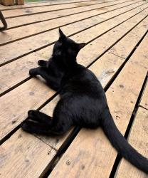 Reunited Female Cat last seen Parc de l’anse à l’orme, Montréal, QC H9K 1G3