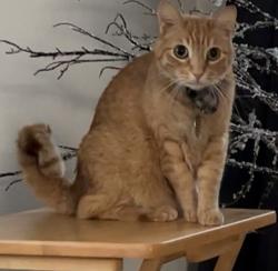 Lost Male Cat last seen 40th st W, Avenue J-8. In Antelope Valley College area and near Vello Valley, Lancaster, CA 93536