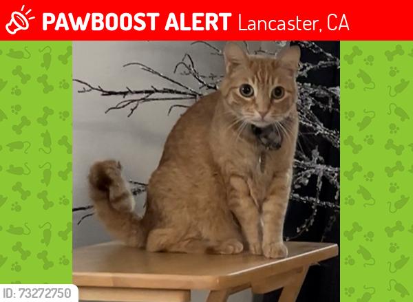 Lost Male Cat last seen 40th st W, Avenue J-8. In Antelope Valley College area and near Vello Valley, Lancaster, CA 93536