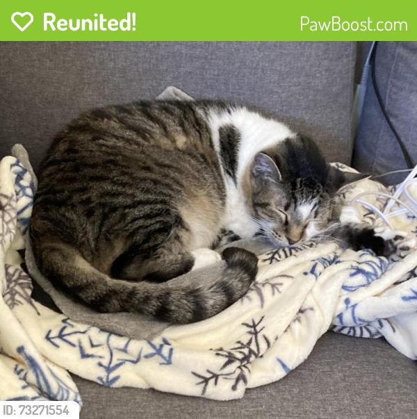 Reunited Male Cat last seen Near Livingston Dr, Denton, TX 76210, USA, Denton, TX 76210