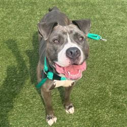 Shelter Stray Female Dog last seen , Animal Care & Control Team of Philly, 111 W Hunting Park Ave, Philadelphia, PA 19140, USA