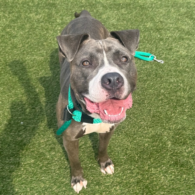 Shelter Stray Female Dog last seen , Animal Care & Control Team of Philly, 111 W Hunting Park Ave, Philadelphia, PA 19140, USA