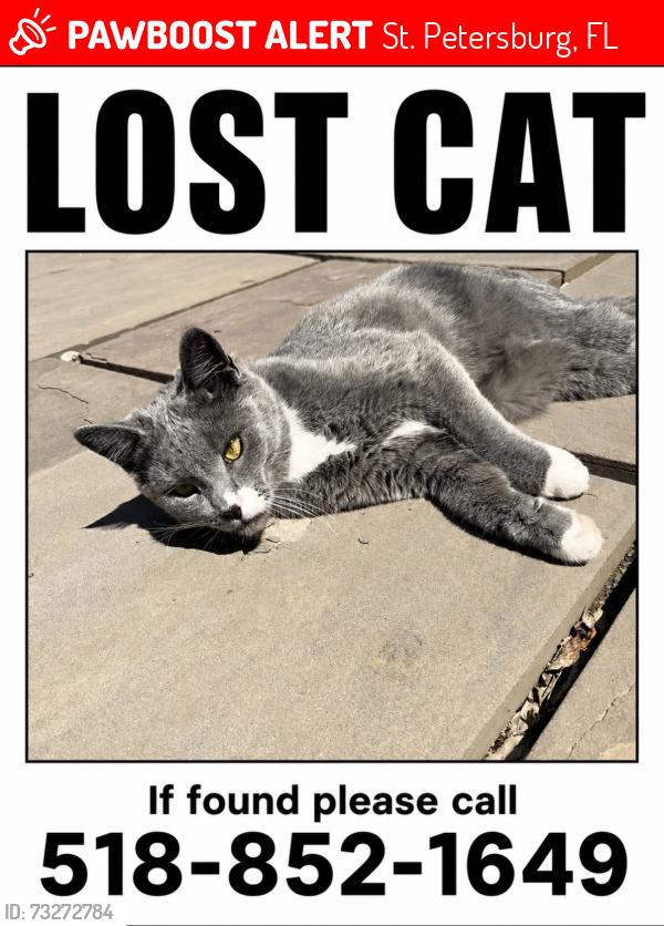 Lost Male Cat last seen Monterey blvd., St. Petersburg, FL 33704