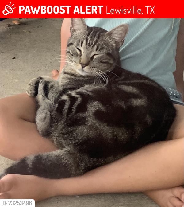Lost Male Cat last seen Autumn Breeze Lane, Lewisville, TX 75077