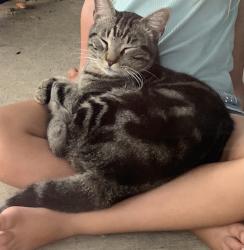 Lost Male Cat last seen Autumn Breeze Lane and Garden Ridge Rd, Lewisville, TX 75077
