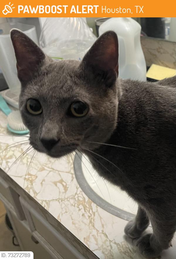 Found/Stray Male Cat last seen Gessner & Westray, Houston, TX 77080