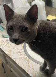 Found/Stray Male Cat last seen Gessner & Westray, Houston, TX 77080