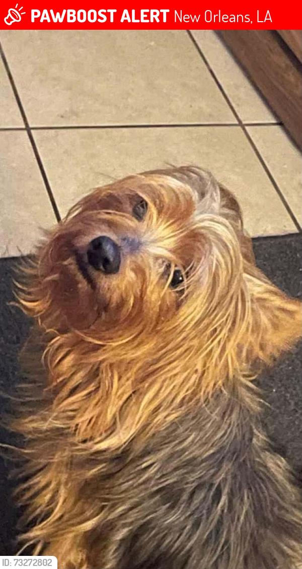 Lost Male Dog last seen Foch, New Orleans, LA 70126