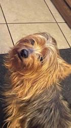 Lost Male Dog last seen Foch, New Orleans, LA 70126