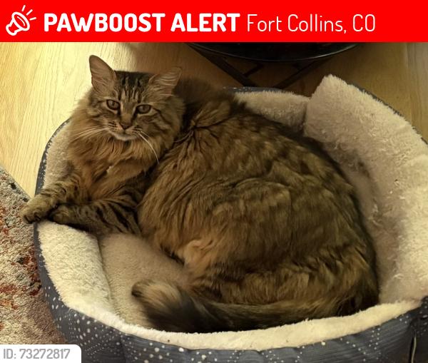 Lost Female Cat last seen Turnberry and Serramonte, Fort Collins, CO 80524