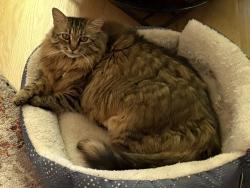 Lost Female Cat last seen Turnberry and Serramonte, Fort Collins, CO 80524