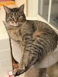 Lost Male Cat last seen Selkirk Cir and Moxley’s Ford Ct, Linton Hall, VA 20136