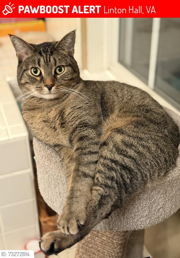 Lost Male Cat last seen Selkirk Cir and Moxley’s Ford Ct, Linton Hall, VA 20136