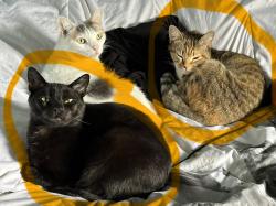 Reunited Unknown Cat last seen Near Clancey Ave, Downey CA 90241, Downey, CA 90241