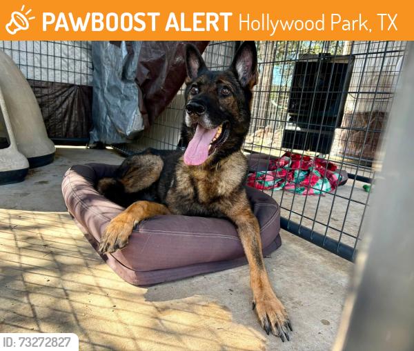 Found/Stray Male Dog last seen Meadowbrook & El Cerrito in Hollywood Park, TX 78232, Hollywood Park, TX 78232