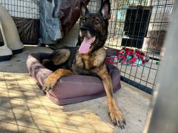 Found/Stray Male Dog last seen Meadowbrook & El Cerrito in Hollywood Park, TX 78232, Hollywood Park, TX 78232