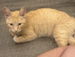 Found/Stray Male Cat last seen Webster street and Wagner ford, Dayton, OH 45414