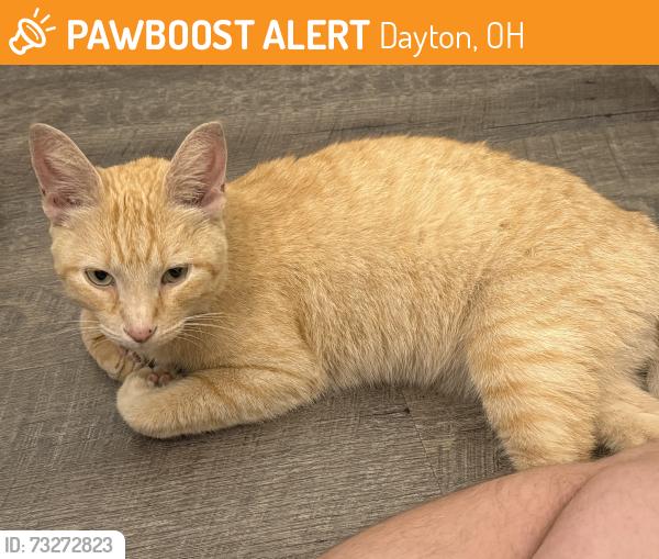 Found/Stray Male Cat last seen Webster street and Wagner ford, Dayton, OH 45414