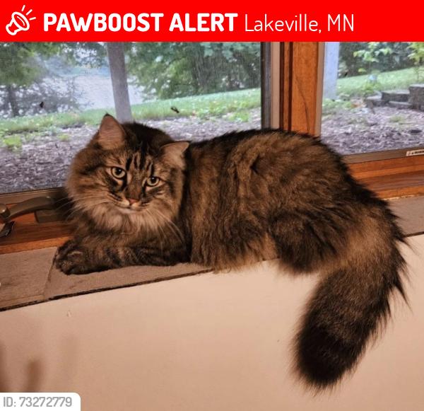 Lost Male Cat last seen New Market Reststop, Lakeville, MN 55044