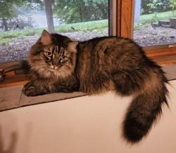 Lost Male Cat last seen New Market Reststop, Lakeville, MN 55044