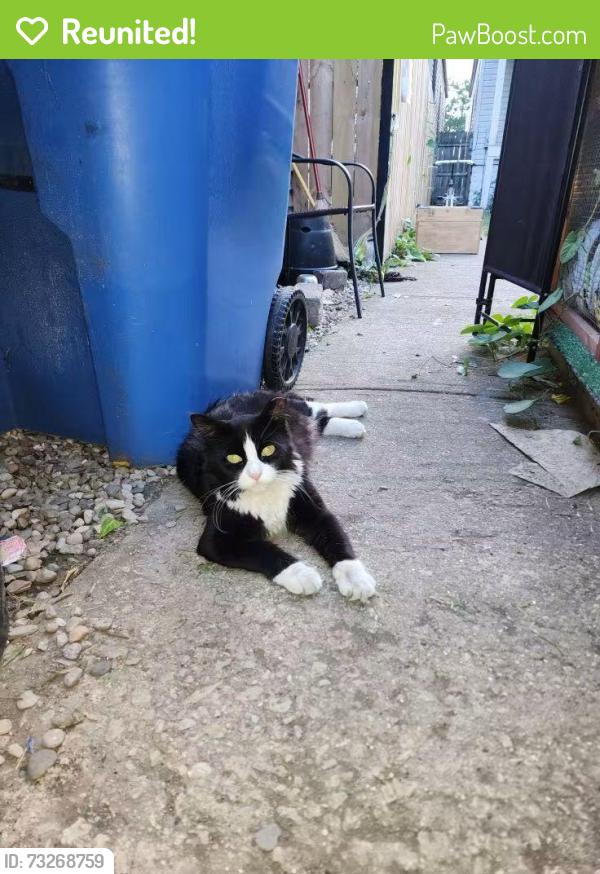 Reunited Male Cat last seen 63rd Western Chicago IL, Chicago, IL 60636