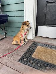 Reunited Male Dog last seen Near S Sheridan Ave, Tacoma, WA 98405, USA, Tacoma, WA 98405