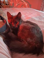 Lost Male Cat last seen Near Pensacola. apmt complex, Lethbridge, AB 
