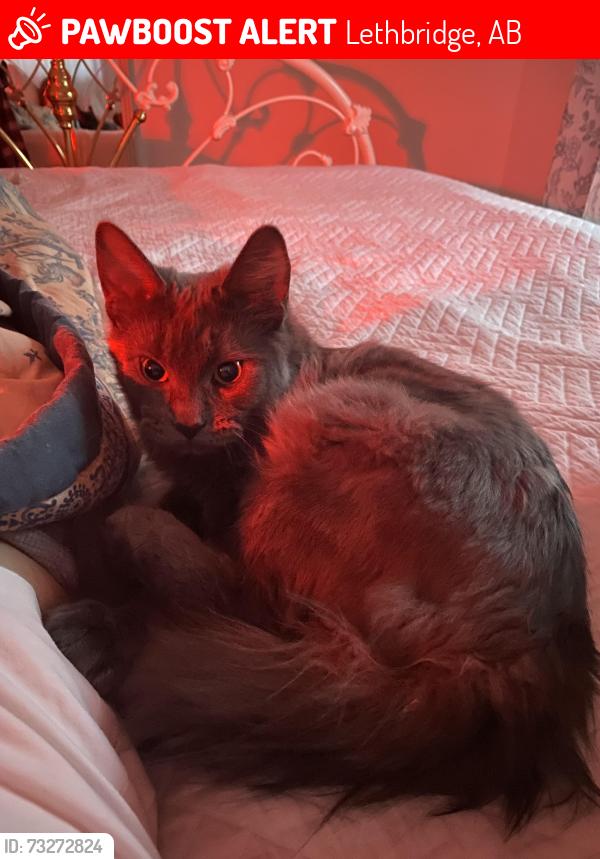 Lost Male Cat last seen Near Pensacola. apmt complex, Lethbridge, AB 