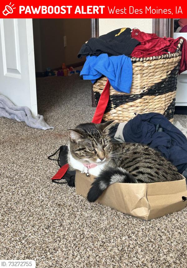 Lost Male Cat last seen Near stagecoach dr, West Des Moines, IA 50266