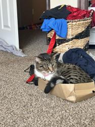Lost Male Cat last seen Near stagecoach dr, West Des Moines, IA 50266