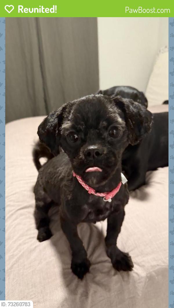 Reunited Female Dog last seen Indian hills, Murfreesboro, TN 37127