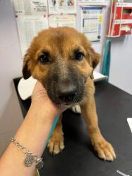Shelter Stray Female Dog last seen Bexar County, 3353 Morningside Dr, New Braunfels, TX 78132, USA