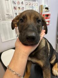 Shelter Stray Male Dog last seen Bexar County, 3353 Morningside Dr, New Braunfels, TX 78132, USA