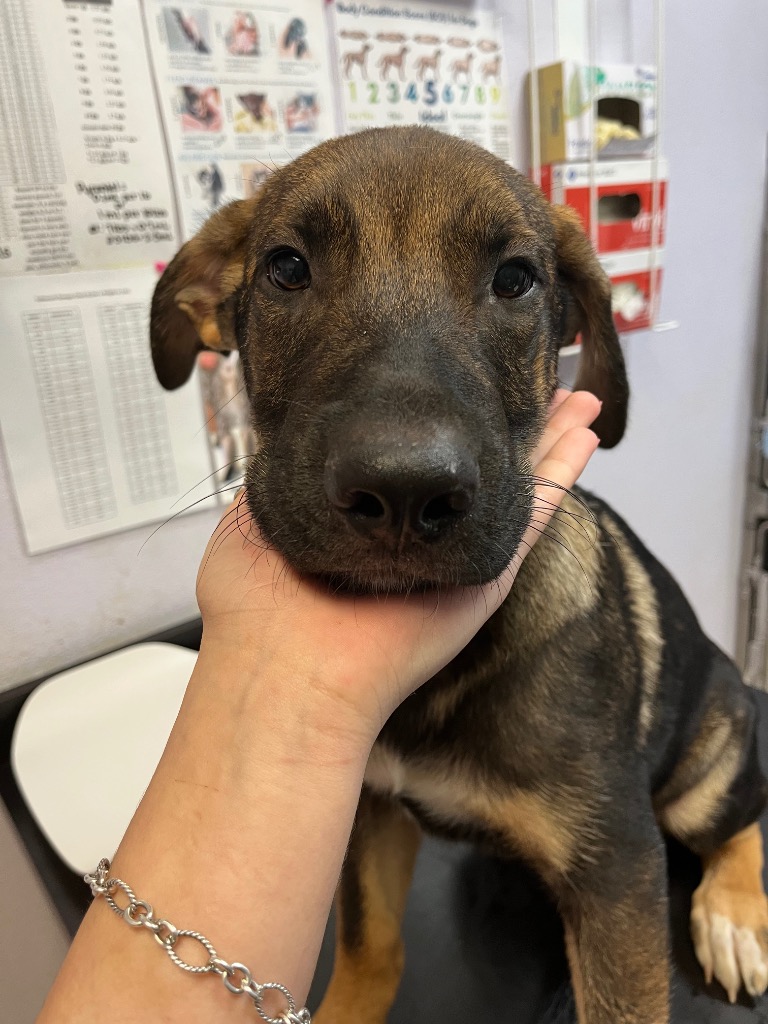 Shelter Stray Male Dog last seen Bexar County, 3353 Morningside Dr, New Braunfels, TX 78132, USA