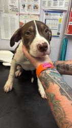 Shelter Stray Female Dog last seen Bexar County, 3353 Morningside Dr, New Braunfels, TX 78132, USA