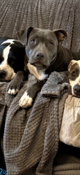 Lost Female Dog last seen Ft lowell and country club, Tucson, AZ 85716