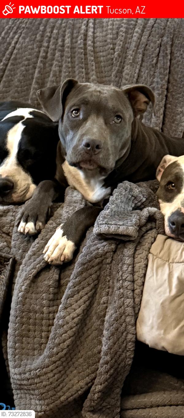 Lost Female Dog last seen Ft lowell and country club, Tucson, AZ 85716