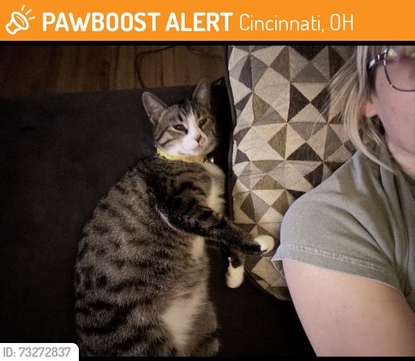 Found/Stray Unknown Cat last seen Asbury Rd, Cincinnati, OH 45255