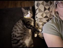 Found/Stray Unknown Cat last seen Asbury Rd, Cincinnati, OH 45255