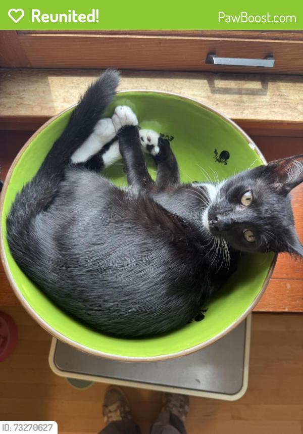 Reunited Male Cat last seen Near 31st St, San Diego, CA 92102, USA, San Diego, CA 92102
