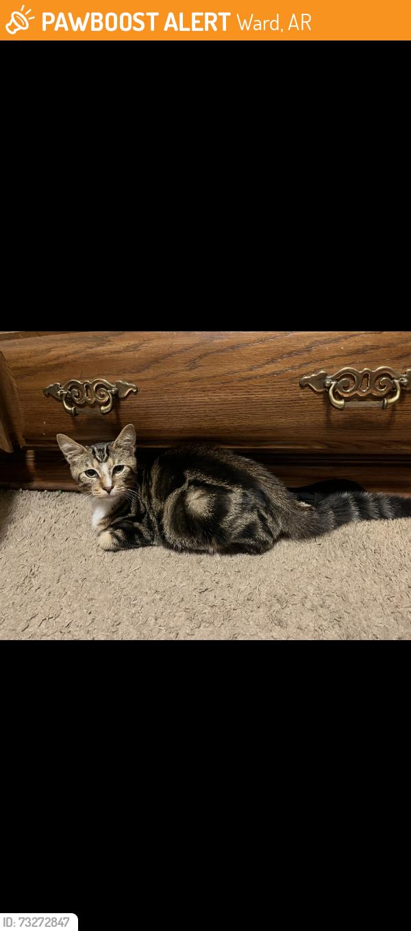 Found/Stray Male Cat last seen Was found across CABOT, Ward, AR 72176