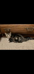Found/Stray Male Cat last seen Was found across CABOT, Ward, AR 72176