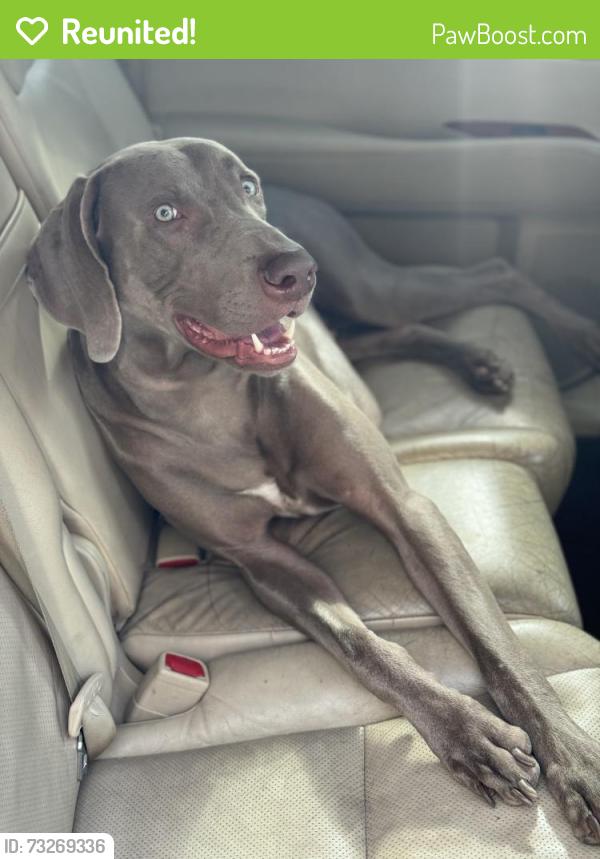 Reunited Male Dog last seen Ashland ave and South 103 street Chicago Il, Chicago, IL 60643