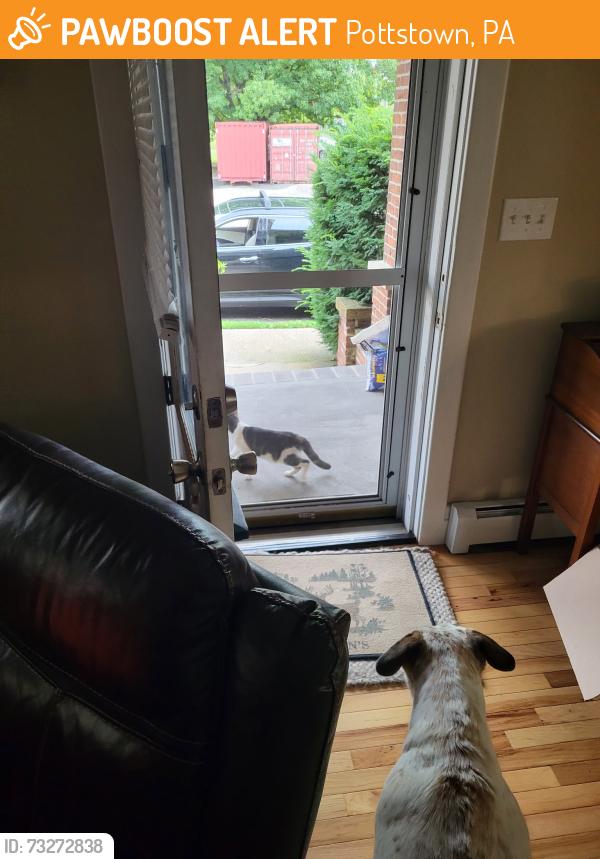 Found/Stray Unknown Cat last seen Hanover st, Pottstown, PA 19464