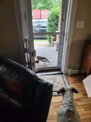 Found/Stray Unknown Cat last seen Hanover st, Pottstown, PA 19464