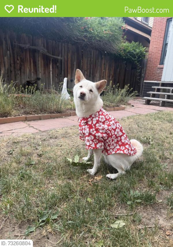 Reunited Male Dog last seen Near Lincoln st 80293, Denver, CO 80203