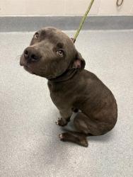 Shelter Stray Male Dog last seen Near, 2600 S Harding St, Indianapolis, IN 46221, USA