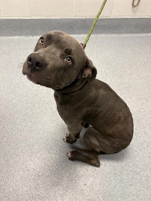 Shelter Stray Male Dog last seen Near, 2600 S Harding St, Indianapolis, IN 46221, USA