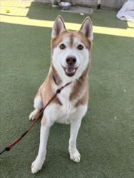 Shelter Stray Male Dog last seen , 11361 W Pico Blvd, Los Angeles, CA 90064, USA